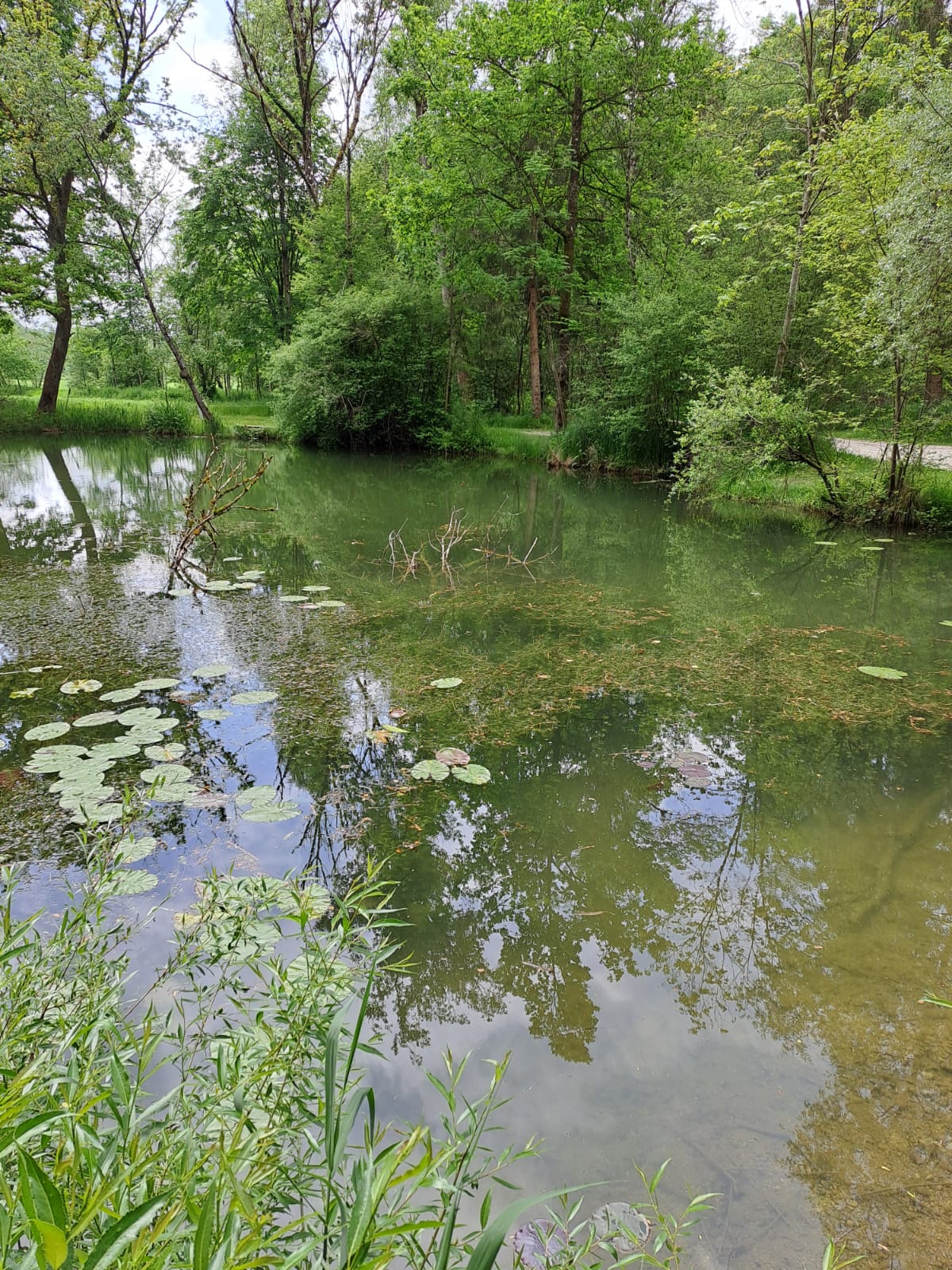Lohirglbach — Gewässeraufnahme 3