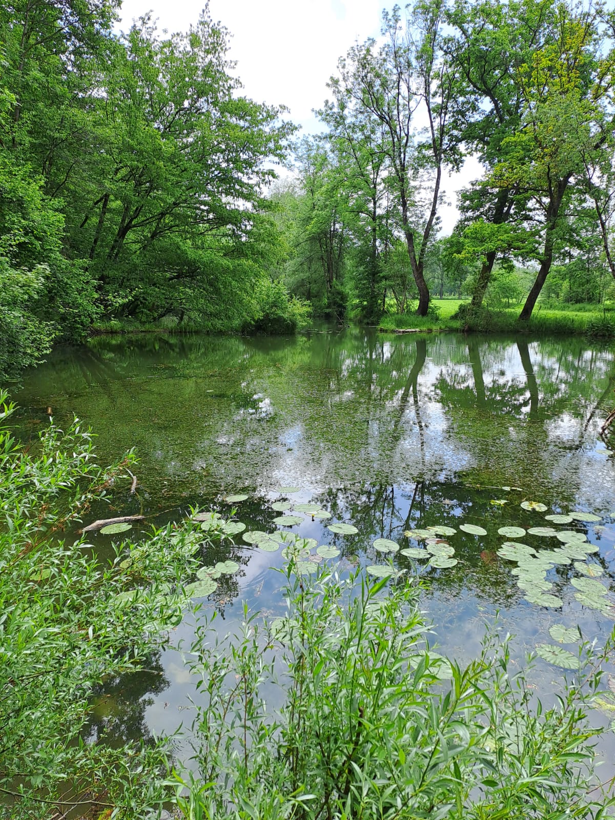 Lohirglbach — Gewässeraufnahme 2
