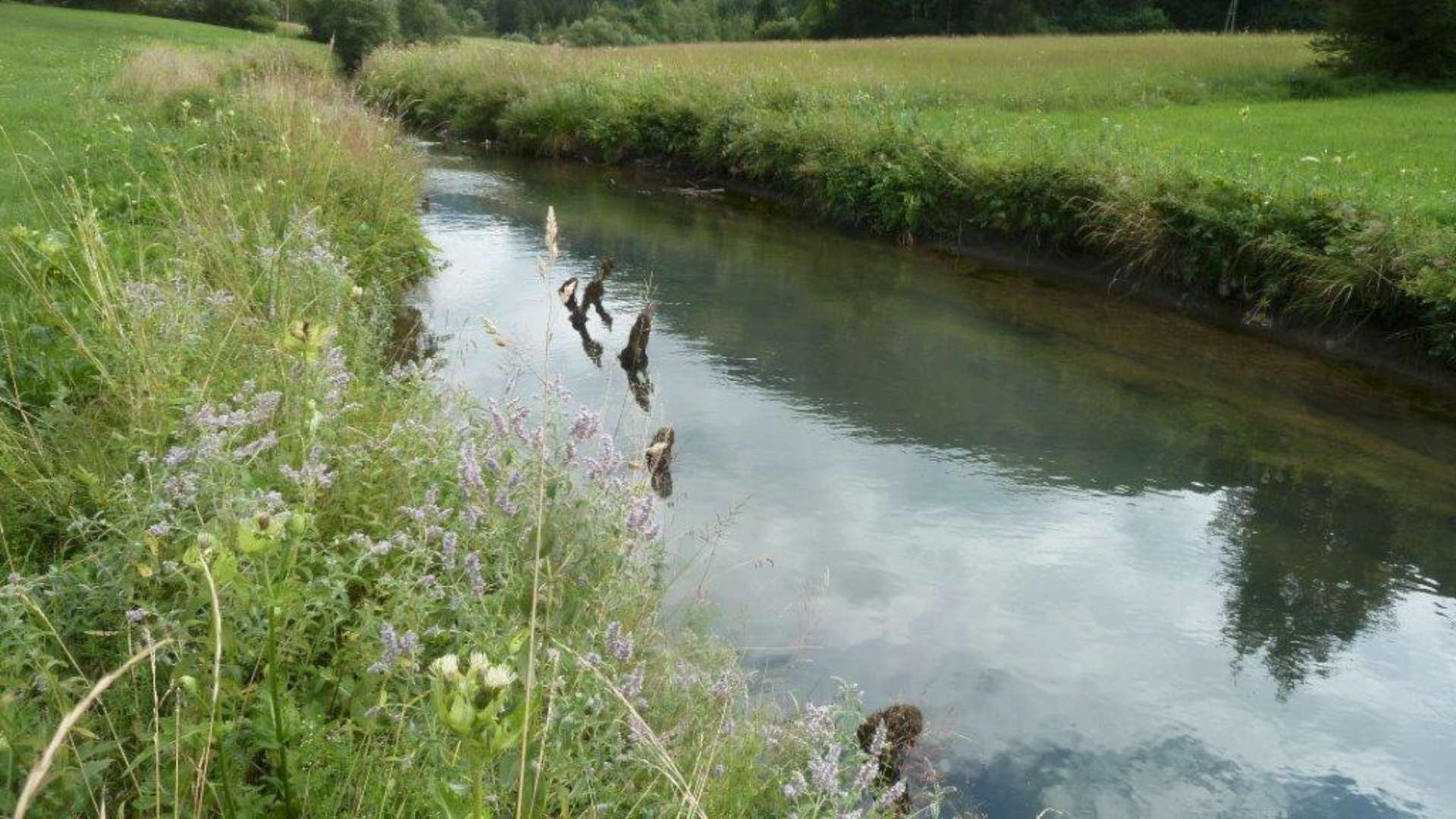 Brunnbach – Tiefbrunnau/Faistenau — Gewässeraufnahme 3