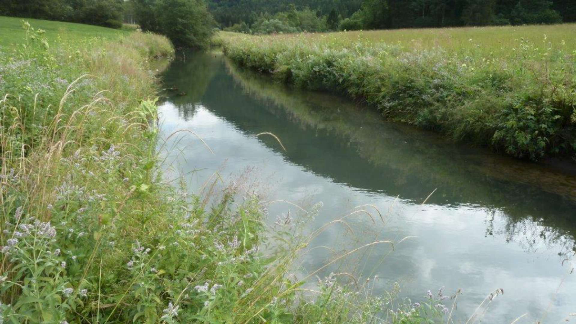 Brunnbach — Tageskarten ausschließlich für SSFV-Mitglieder. Bezug über SSFV CONNECT oder das SSFV-Vereinsbüro.