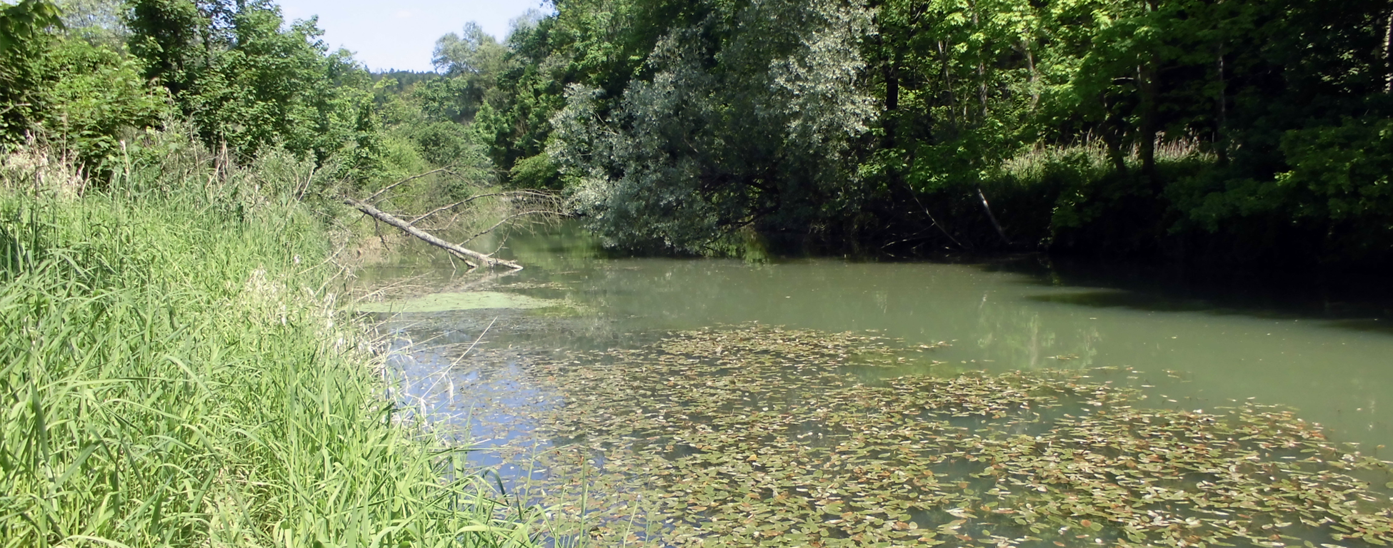 Lohirglbach — Stiller Seitenarm der Salzach für Ruhesucher