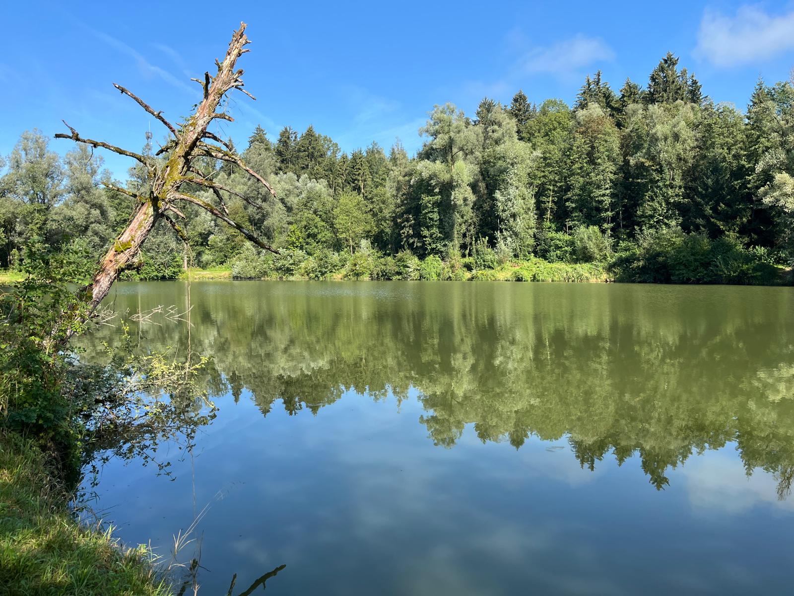 Hürdenteich — Naturgewässer in Weitwörth, umgeben von Wiesen und Wald