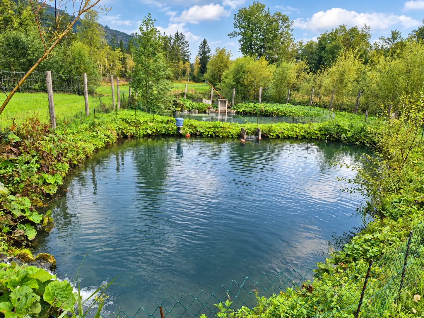 Teichbereich der Fischzucht Faistenau