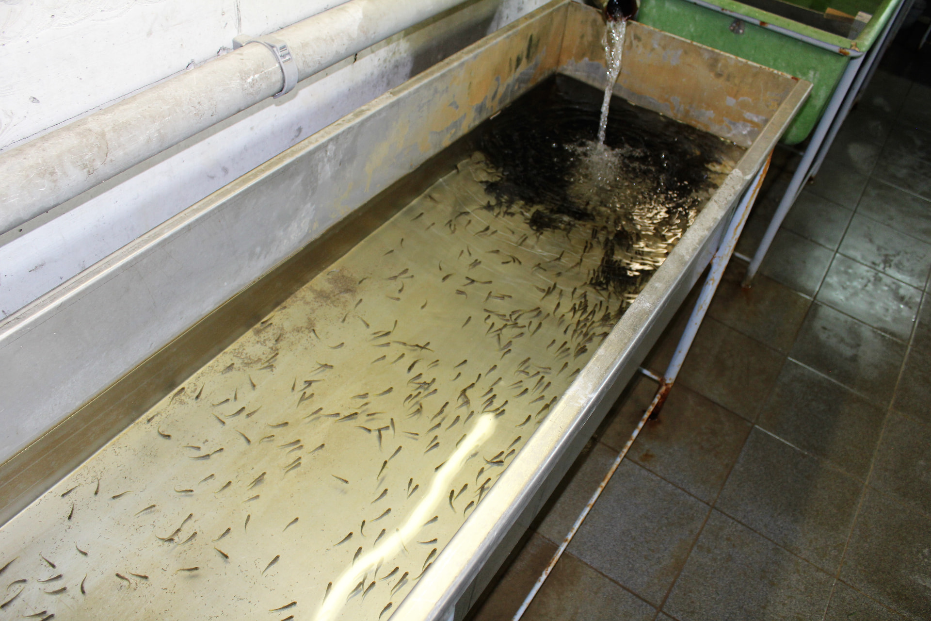 Jungfische im Innenbecken des Bruthauses